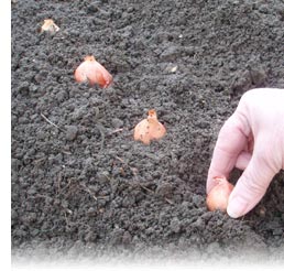 Planting onions